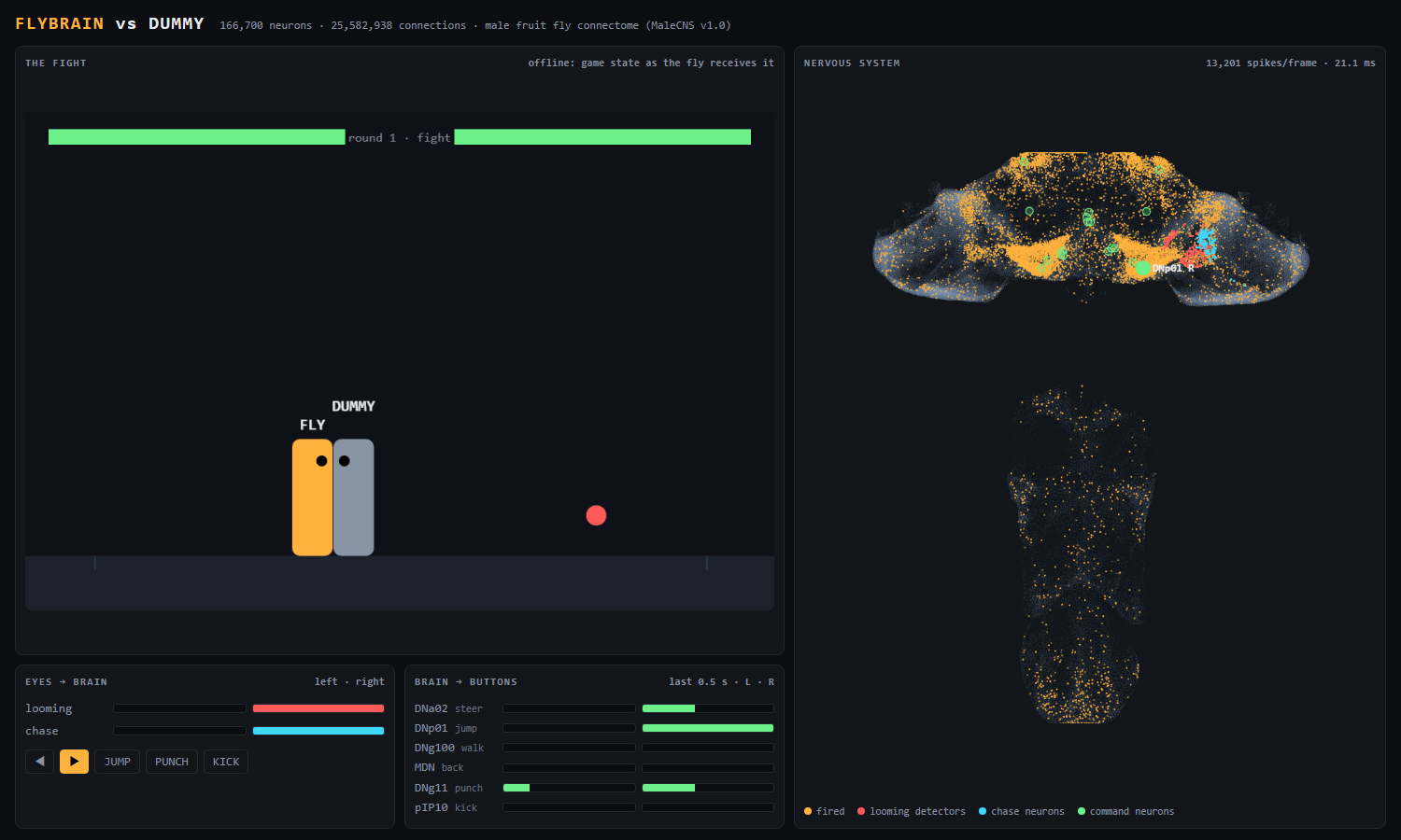 SSH Fighter dashboard: the fly brain's neurons firing mid-fight