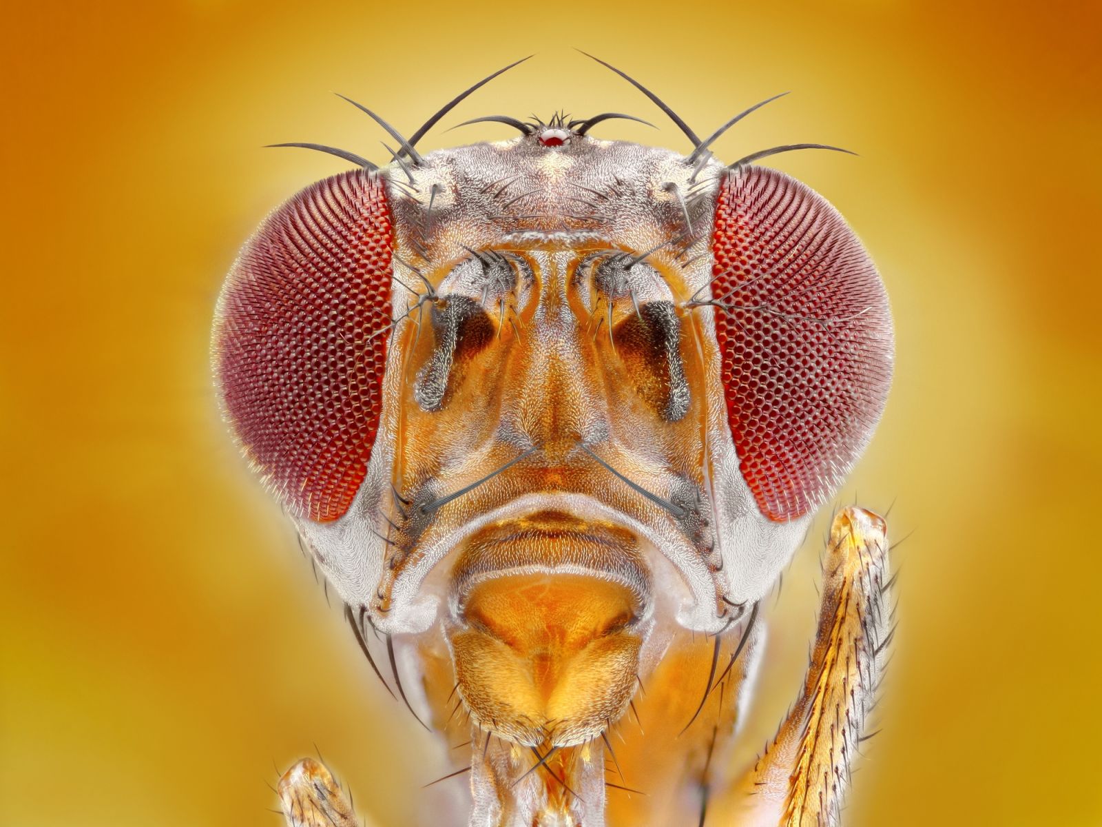 The grandmaster herself — Drosophila melanogaster face-to-face, compound eyes and all