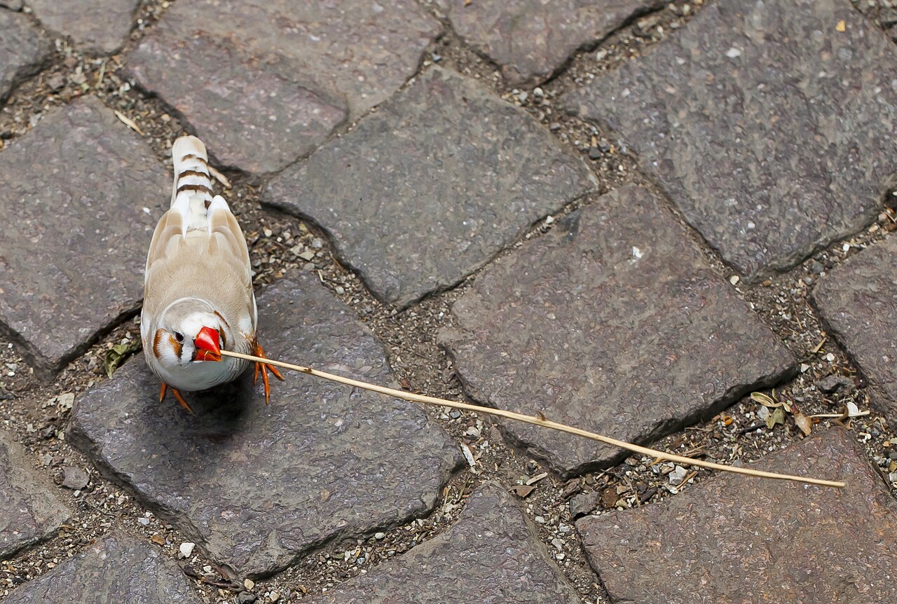 Adult male zebra finch — the songbird whose basal-ganglia connectome maps how a brain learns a skill